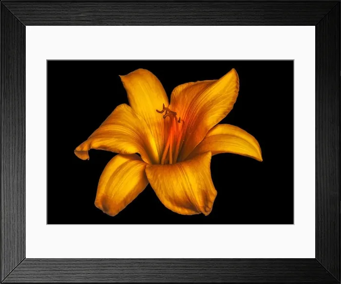 Framed Print : Fine art still life color macro image of a single isolated wide open dark orange daylily blossom on black background Framed Print : Fine art still life color macro image of a single isolated wide open dark orange daylily blossom on black background