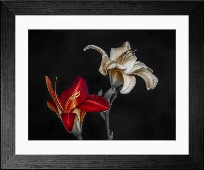 Framed Print : Fine art still life macro image of a pair of isolated wide open red Framed Print : Fine art still life macro image of a pair of isolated wide open red