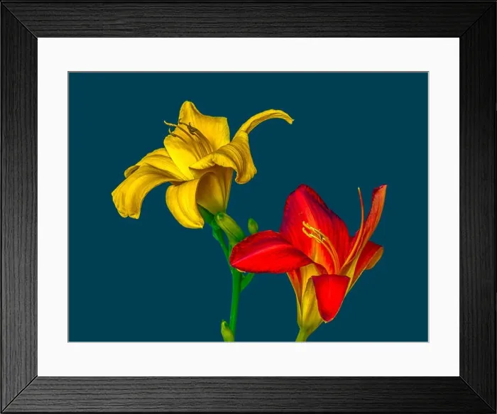 Framed Print : Fine art still life macro image of a pair of isolated wide open red Framed Print : Fine art still life macro image of a pair of isolated wide open red