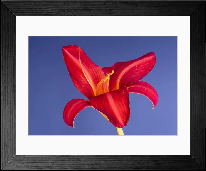 Framed Print : Fine art still life bright colorful macro image of a single isolated wide open red daylily blossom with stem on blue Framed Print : Fine art still life bright colorful macro image of a single isolated wide open red daylily blossom with stem on blue