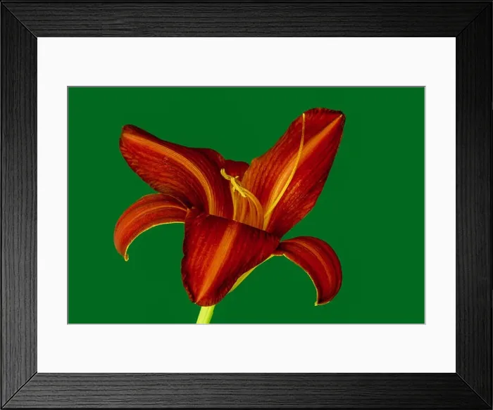 Framed Print : Fine art still life color macro image of a single isolated wide open red daylily blossom with stem on green background Framed Print : Fine art still life color macro image of a single isolated wide open red daylily blossom with stem on green background