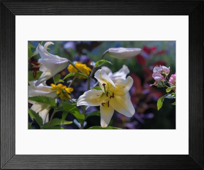 Framed Print : Outdoor floral color macro of a single isolated sunlit white lily blossom with rain drops on the petals Framed Print : Outdoor floral color macro of a single isolated sunlit white lily blossom with rain drops on the petals