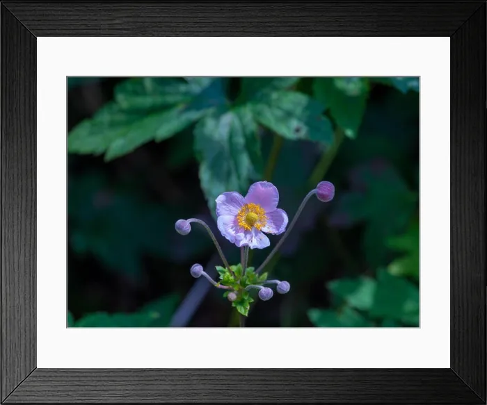 Framed Print : Color surrealistic outdoor floral image of a blooming violet autumn anemone with buds on a sunny summer day with Framed Print : Color surrealistic outdoor floral image of a blooming violet autumn anemone with buds on a sunny summer day with