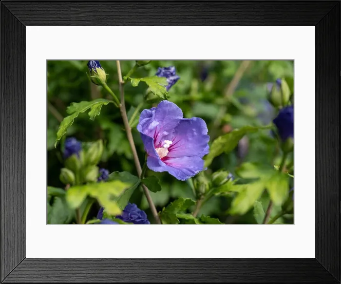 Framed Print : Color outdoor natural floral close up image of a single violet purple hibiscus blossom on a green bush with buds taken Framed Print : Color outdoor natural floral close up image of a single violet purple hibiscus blossom on a green bush with buds taken