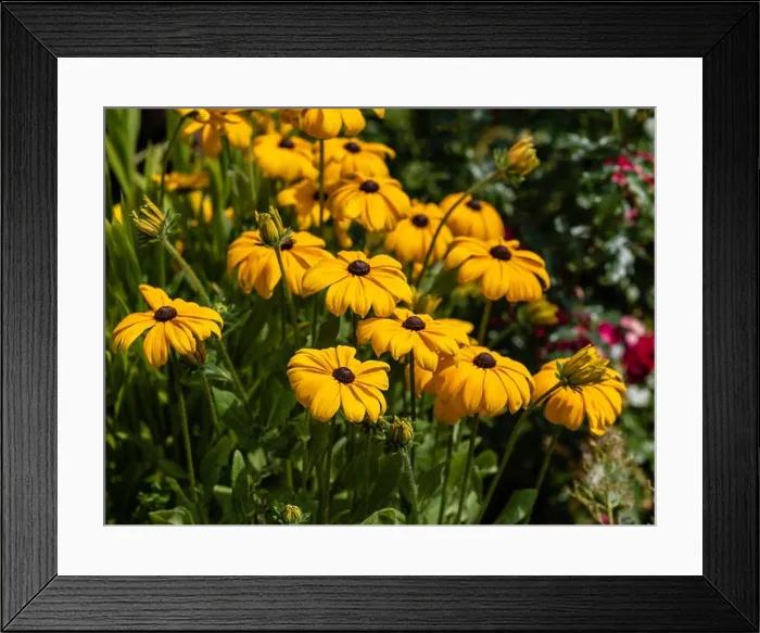 Framed Print : Colorrful outdoor floral macro image of a blooming orange coneflowers / sullivant's coneflower field taken on a sunny Framed Print : Colorrful outdoor floral macro image of a blooming orange coneflowers / sullivant's coneflower field taken on a sunny
