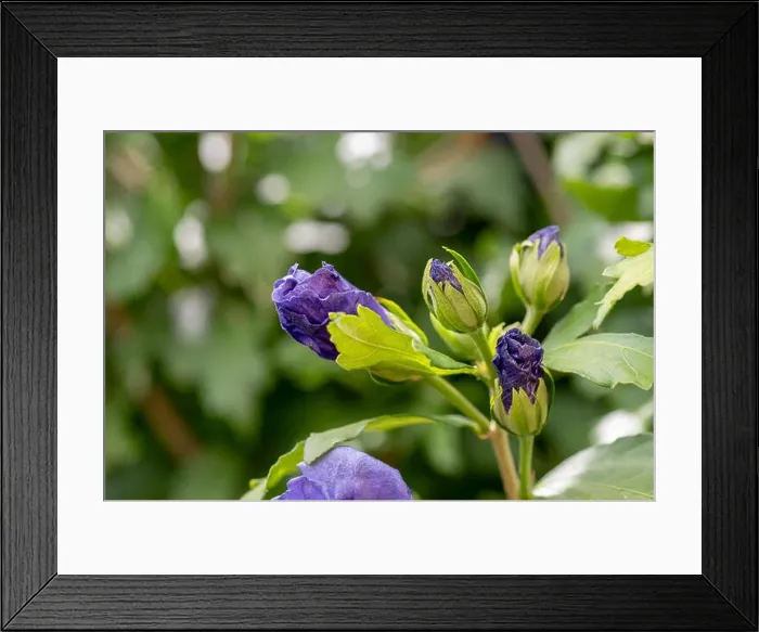 Framed Print : Color outdoor natural floral close up image blue violet purple hibiscus blossoms close to unfold Framed Print : Color outdoor natural floral close up image blue violet purple hibiscus blossoms close to unfold