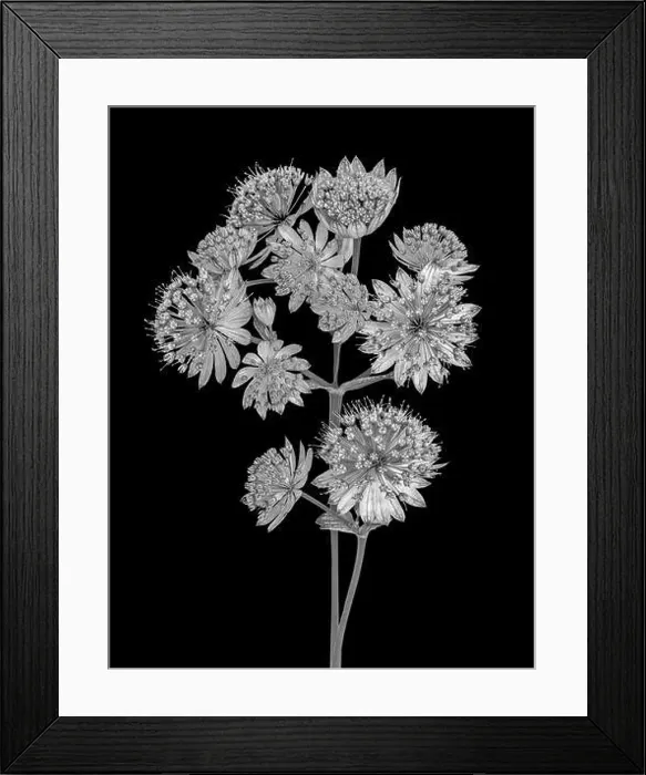 Framed Print : Fine art still life floral monochrome black Framed Print : Fine art still life floral monochrome black