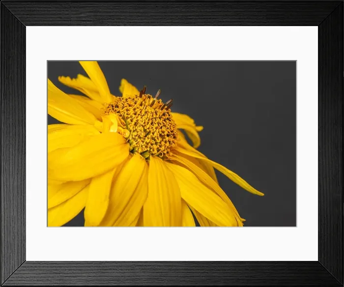 Framed Print : Fine art still life colorrful floral macro of a single isolated yellow blooming wide open false sunflower / heliopsis Framed Print : Fine art still life colorrful floral macro of a single isolated yellow blooming wide open false sunflower / heliopsis