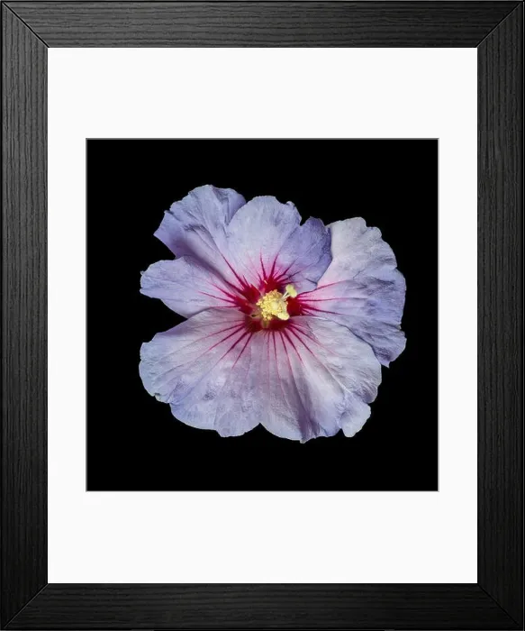 Framed Print : Floral color macro flower top view image of a single isolated blooming open violet red hibiscus blossom with detailed Framed Print : Floral color macro flower top view image of a single isolated blooming open violet red hibiscus blossom with detailed