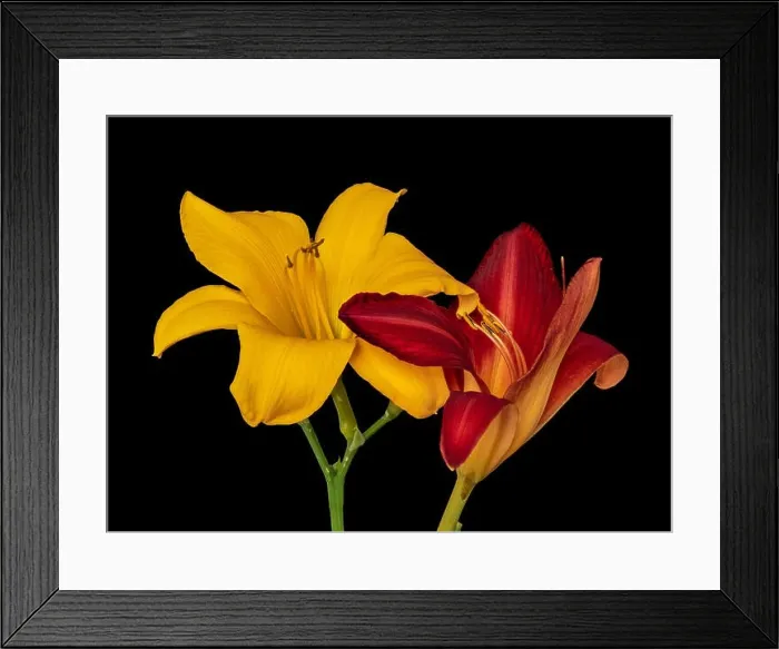 Framed Print : Fine art still life color macro image of a pair of isolated wide open red and yellow daylily blossoms with stem Framed Print : Fine art still life color macro image of a pair of isolated wide open red and yellow daylily blossoms with stem