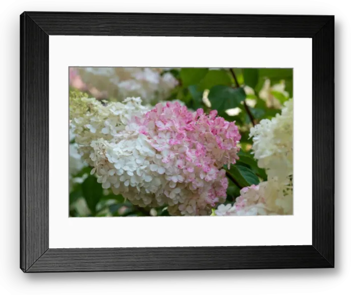Framed Print : Color outdoor floral macro of a flowering pink white large hydrangea blossom with petals taken on a sunny summer day Framed Print : Color outdoor floral macro of a flowering pink white large hydrangea blossom with petals taken on a sunny summer day