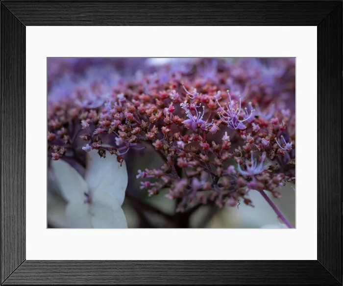 Framed Print : Color outdoor floral macro of the inner of a flowering violet white hydrangea blossom with petals and pedicels Framed Print : Color outdoor floral macro of the inner of a flowering violet white hydrangea blossom with petals and pedicels