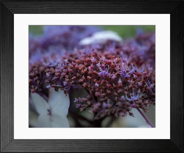 Framed Print : Color outdoor floral macro of the inner of a flowering violet white red hydrangea blossom with petals and pedicels