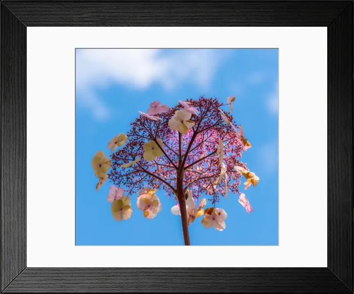 Framed Print : Color outdoor floral macro of a single isolated flowering violet white hydrangea blossom taken on a sunny summer day Framed Print : Color outdoor floral macro of a single isolated flowering violet white hydrangea blossom taken on a sunny summer day