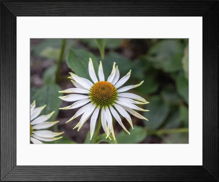 Framed Print : Outdoor floral color macro pf a wide open single isolated white coneflower / echinacea blossom on natural green blurred Framed Print : Outdoor floral color macro pf a wide open single isolated white coneflower / echinacea blossom on natural green blurred
