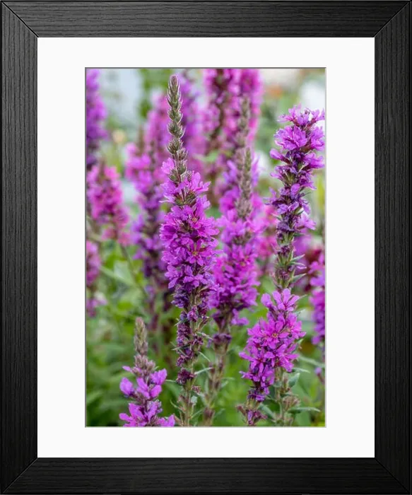 Framed Print : Colorful outdoor natural close up floral image of a field of purple loosestrife in a garden on a summer day Framed Print : Colorful outdoor natural close up floral image of a field of purple loosestrife in a garden on a summer day