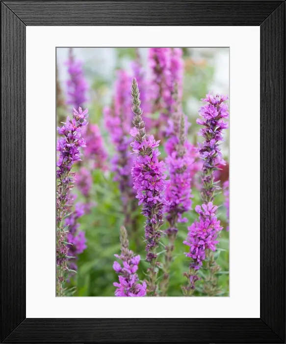 Framed Print : Colorful outdoor natural close up floral image of a field of purple loosestrife in a garden on a summer day Framed Print : Colorful outdoor natural close up floral image of a field of purple loosestrife in a garden on a summer day