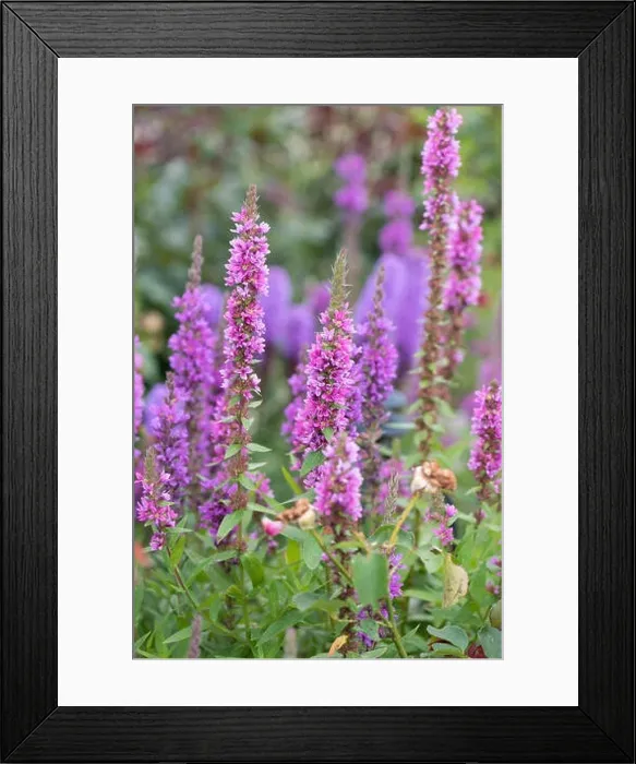 Framed Print : Colorful outdoor natural close up floral image of a field of purple loosestrife in a garden on a summer day Framed Print : Colorful outdoor natural close up floral image of a field of purple loosestrife in a garden on a summer day