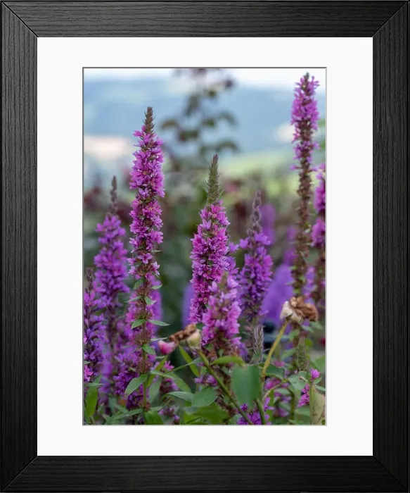Framed Print : Colorful outdoor natural close up floral image of a field of purple loosestrife in a garden on a summer day Framed Print : Colorful outdoor natural close up floral image of a field of purple loosestrife in a garden on a summer day