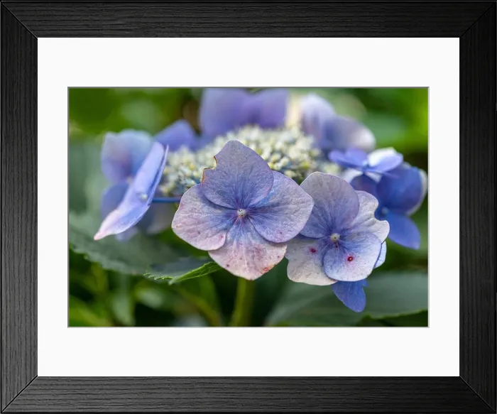 Framed Print : Color outdoor floral macro of a flowering violet white hydrangea blossom with petals and leaves Framed Print : Color outdoor floral macro of a flowering violet white hydrangea blossom with petals and leaves