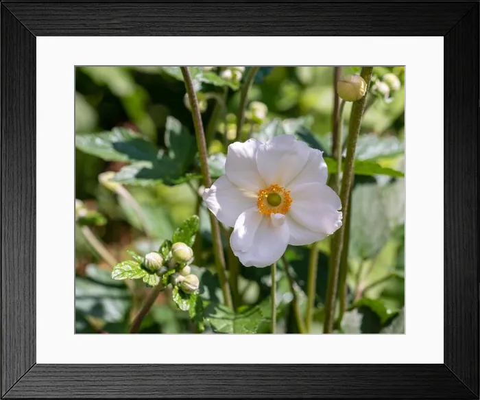 Framed Print : Color outdoor floral image of a white blooming autumn anemone blossom with buds taken on a sunny summer day