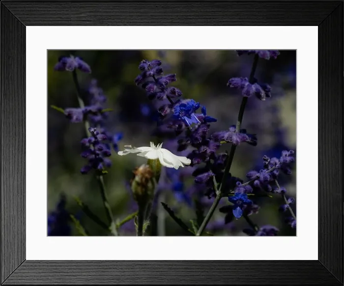 Framed Print : Natural color outdoor macro of a wide open white blooming crown campion surrounded by dark blue violet perovskias Framed Print : Natural color outdoor macro of a wide open white blooming crown campion surrounded by dark blue violet perovskias