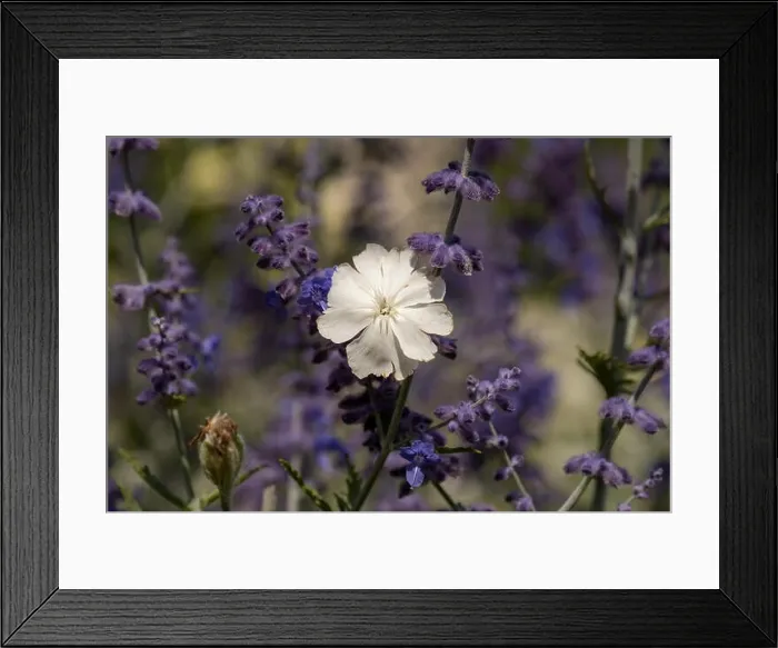 Framed Print : Natural color outdoor macro of a wide open white blooming crown campion surrounded by dark blue violet perovskias Framed Print : Natural color outdoor macro of a wide open white blooming crown campion surrounded by dark blue violet perovskias