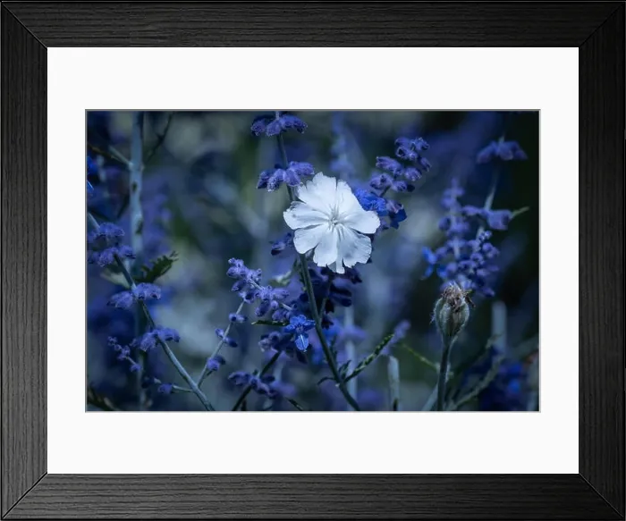 Framed Print : Color outdoor macro of a wide open white blooming crown campion surrounded by dark blue perovskias Framed Print : Color outdoor macro of a wide open white blooming crown campion surrounded by dark blue perovskias