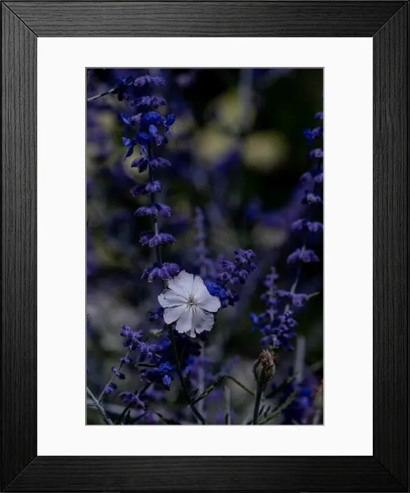 Framed Print : Intense colored outdoor macro of a wide open white blooming crown campion surrounded by dark blue violet perovskias Framed Print : Intense colored outdoor macro of a wide open white blooming crown campion surrounded by dark blue violet perovskias