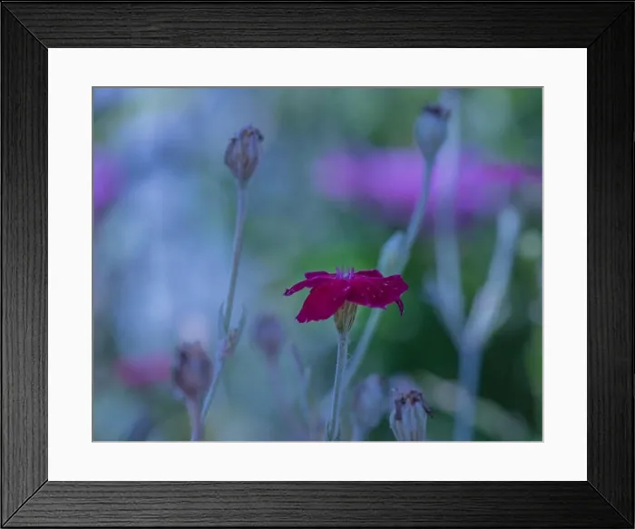 Framed Print : Impressionistic color outdoor macro of a wide open purple red blooming crown campion on pastel colored natural Framed Print : Impressionistic color outdoor macro of a wide open purple red blooming crown campion on pastel colored natural