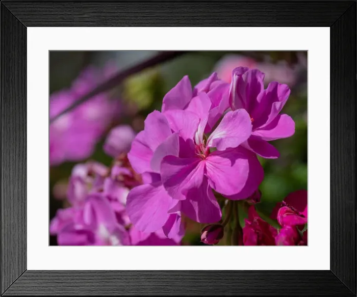 Framed Print : Color outdoor floral macro of a cluster of red phlox blossoms with natural blurred background taken on a sunny summer Framed Print : Color outdoor floral macro of a cluster of red phlox blossoms with natural blurred background taken on a sunny summer