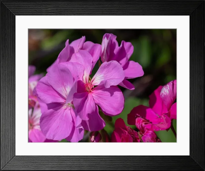 Framed Print : Color outdoor floral macro of a cluster of red phlox blossoms with natural blurred background taken on a sunny summer