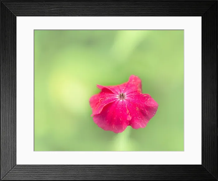 Framed Print : Impressionistic color outdoor macro of a wide open bright red blooming crown campion on pastel green colored blurred