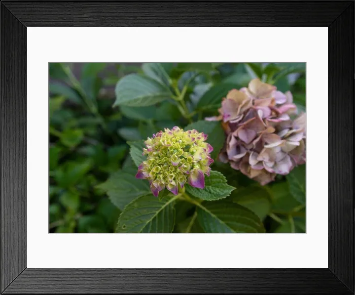 Framed Print : Color outdoor floral macro of a flowering young pink green hydrangea blossom with petals Framed Print : Color outdoor floral macro of a flowering young pink green hydrangea blossom with petals