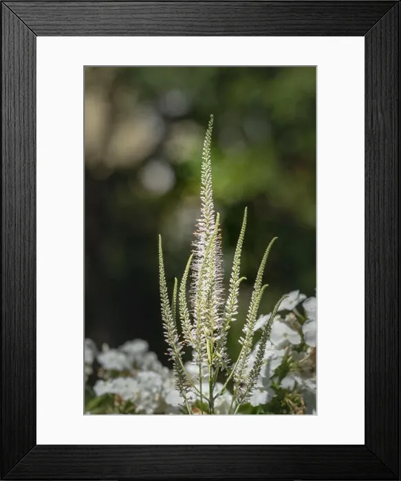 Framed Print : Color outdoor macro of a blooming branch of a green white bowman's root / culverphysic / culver's physic / culver's root stem Framed Print : Color outdoor macro of a blooming branch of a green white bowman's root / culverphysic / culver's physic / culver's root stem
