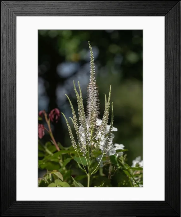 Framed Print : Color outdoor macro of a blooming branch of a green white bowman's root / culverphysic / culver's physic / culver's root stem Framed Print : Color outdoor macro of a blooming branch of a green white bowman's root / culverphysic / culver's physic / culver's root stem