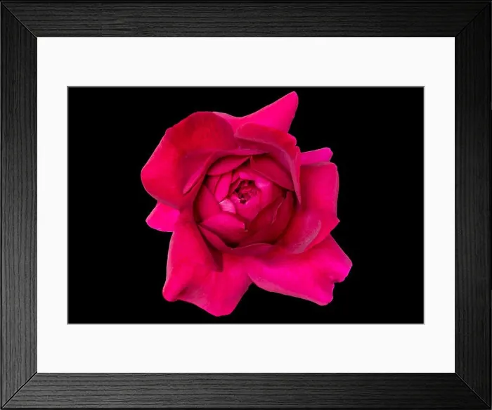 Framed Print : Fine art still life colorful flower top view macro of a single isolated blooming deep red rose blossom with detailed
