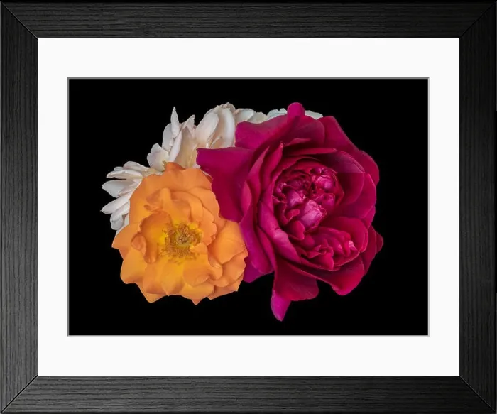 Framed Print : Floral color still life fine art macro flower image of a bouquet of three blooming red Framed Print : Floral color still life fine art macro flower image of a bouquet of three blooming red
