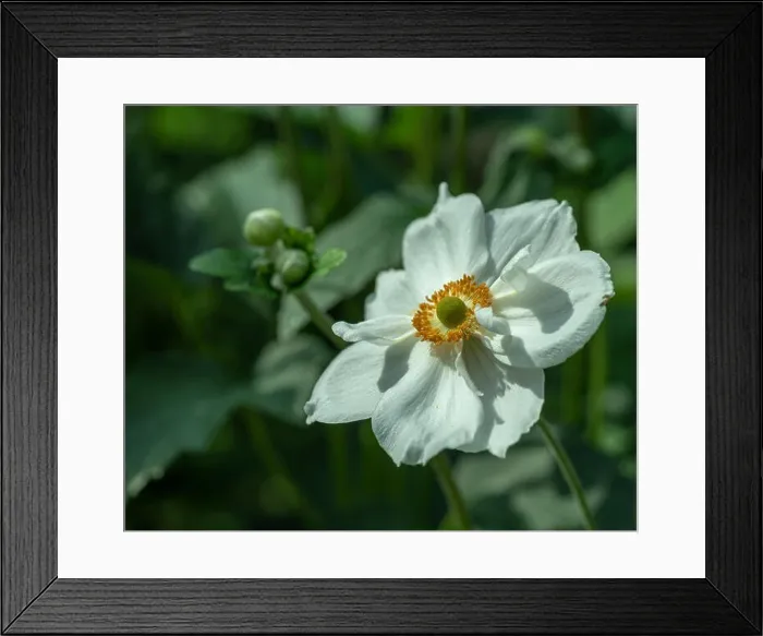 Framed Print : Color outdoor floral image of a blooming autumn anemone blossom with buds taken on a sunny summer day with natural Framed Print : Color outdoor floral image of a blooming autumn anemone blossom with buds taken on a sunny summer day with natural