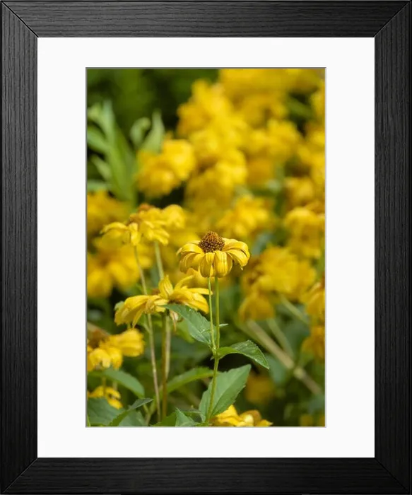 Framed Print : Colorrful outdoor floral macro image of a yellow blooming false sunflower / heliopsis sunflower in a field of flowers Framed Print : Colorrful outdoor floral macro image of a yellow blooming false sunflower / heliopsis sunflower in a field of flowers