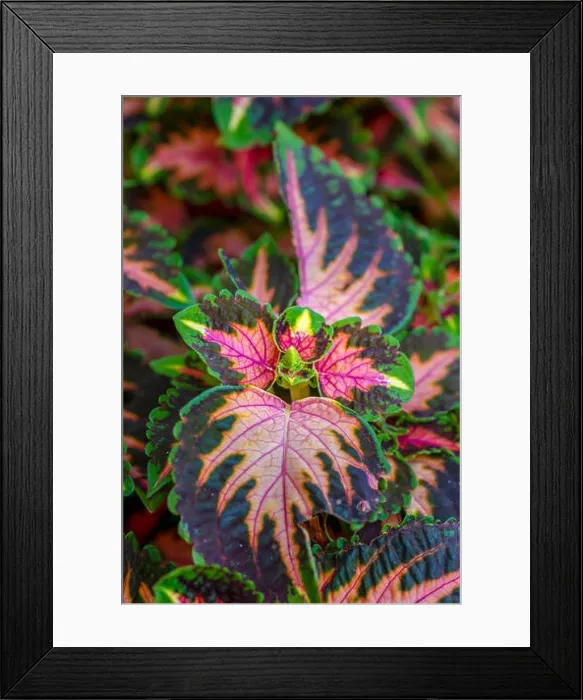 Framed Print : Colorful outdoor floral macro of a green red orange violet painted nettle / solenostemon taken on a sunny summer day Framed Print : Colorful outdoor floral macro of a green red orange violet painted nettle / solenostemon taken on a sunny summer day