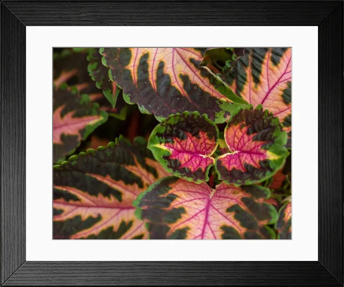 Framed Print : Colorful outdoor floral macro of a green red orange violet painted nettle / solenostemon taken on a sunny summer day Framed Print : Colorful outdoor floral macro of a green red orange violet painted nettle / solenostemon taken on a sunny summer day