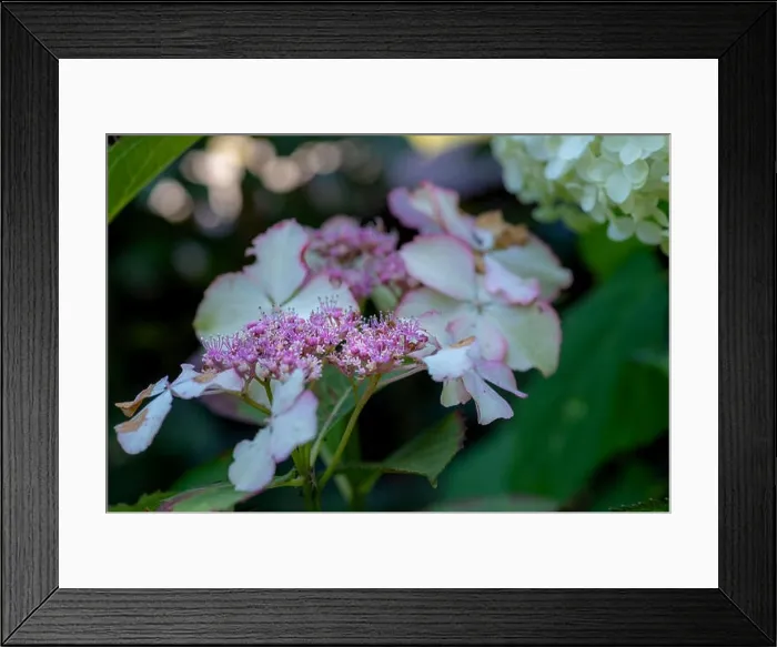 Framed Print : Color outdoor floral macro of the inner of a flowering pink white hydrangea blossom with petals and pedicels Framed Print : Color outdoor floral macro of the inner of a flowering pink white hydrangea blossom with petals and pedicels