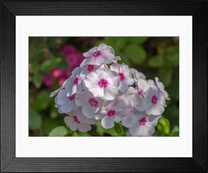Framed Print : Color outdoor floral macro of a cluster of white red phlox blossoms with natural blurred background taken on a sunny Framed Print : Color outdoor floral macro of a cluster of white red phlox blossoms with natural blurred background taken on a sunny