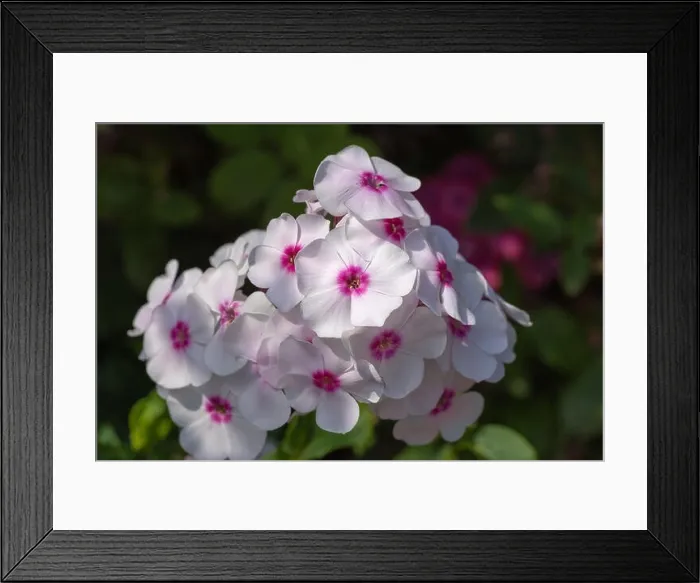 Framed Print : Color outdoor floral macro of a cluster of white red phlox blossoms with natural blurred background taken on a sunny Framed Print : Color outdoor floral macro of a cluster of white red phlox blossoms with natural blurred background taken on a sunny