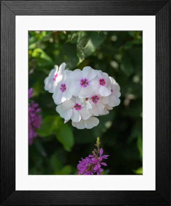 Framed Print : Color outdoor floral macro of a cluster of white red phlox blossoms with natural blurred background taken on a sunny