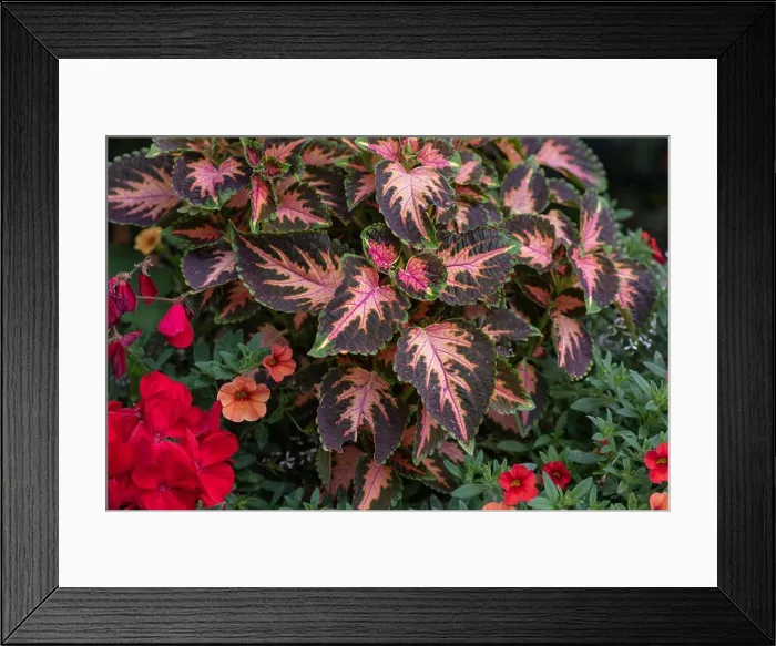 Framed Print : Colorful outdoor floral macro of a green red orange violet painted nettle / solenostemon in a bouquet with Framed Print : Colorful outdoor floral macro of a green red orange violet painted nettle / solenostemon in a bouquet with