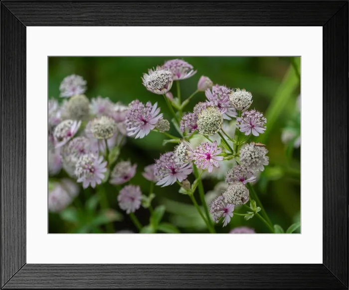 Framed Print : Color outdoor floral macro of flowering astrantia blossoms on natural green blurred background with detailed structure Framed Print : Color outdoor floral macro of flowering astrantia blossoms on natural green blurred background with detailed structure