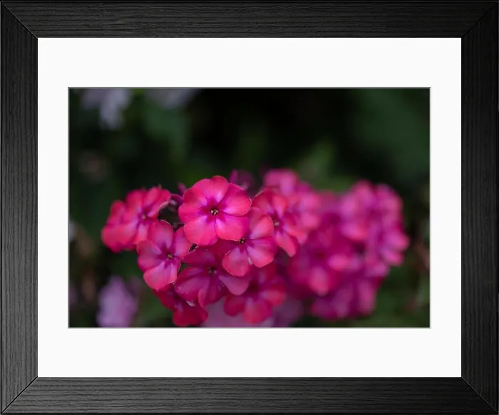 Framed Print : Color outdoor floral macro of a cluster of red phlox blossoms with natural blurred background taken on a sunny summer Framed Print : Color outdoor floral macro of a cluster of red phlox blossoms with natural blurred background taken on a sunny summer