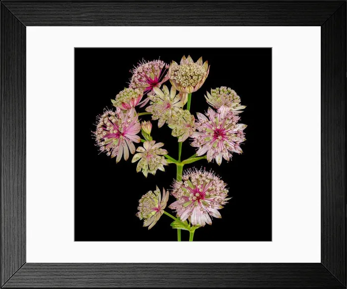 Framed Print : Fine art still life floral color macro of single isolated flowering stems of astrantia blossoms Framed Print : Fine art still life floral color macro of single isolated flowering stems of astrantia blossoms